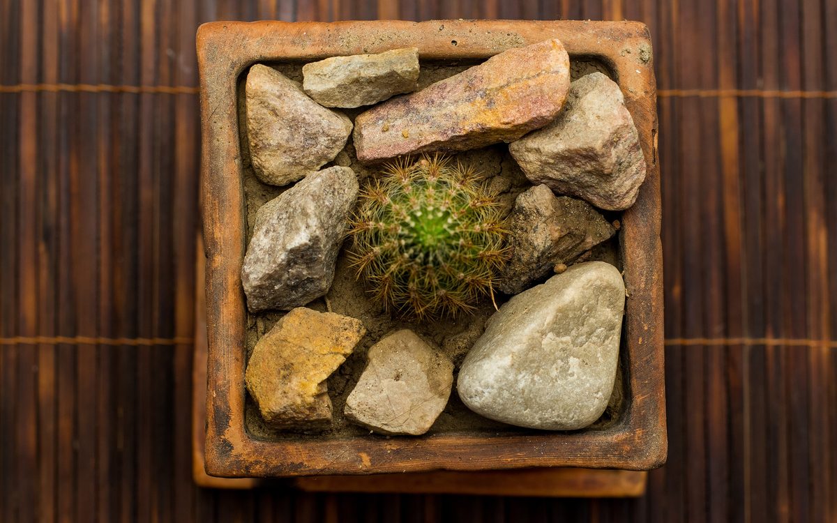 仙人球过冬：控水、低温、和一整个冬天的耐心